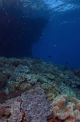 Raja Ampat 2016 - Corail - Ambiance - IMG_4393_rc